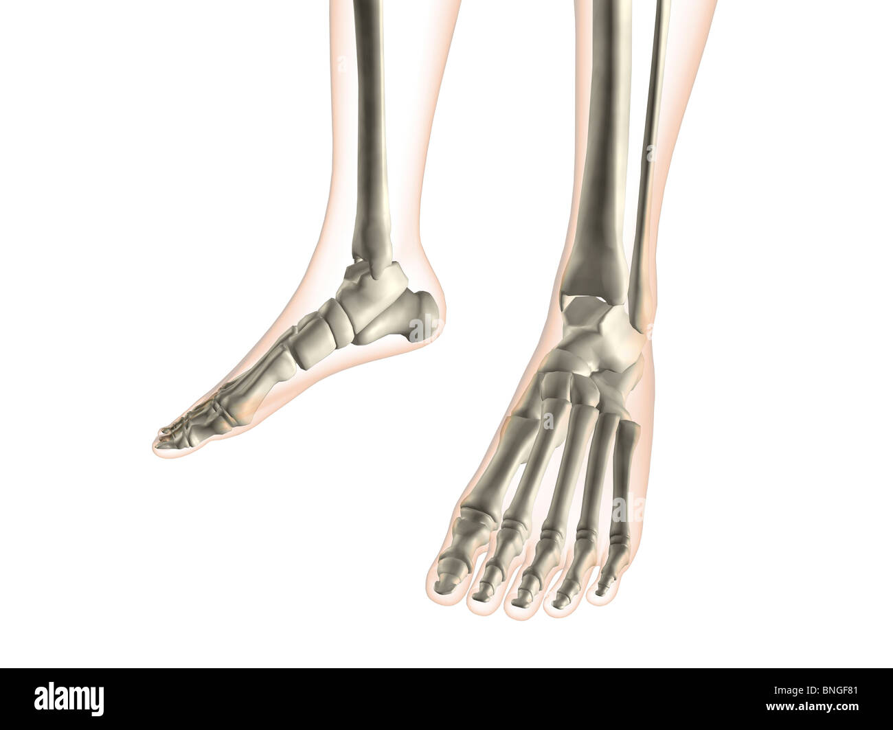 Xray view of foot bones Stock Photo Alamy