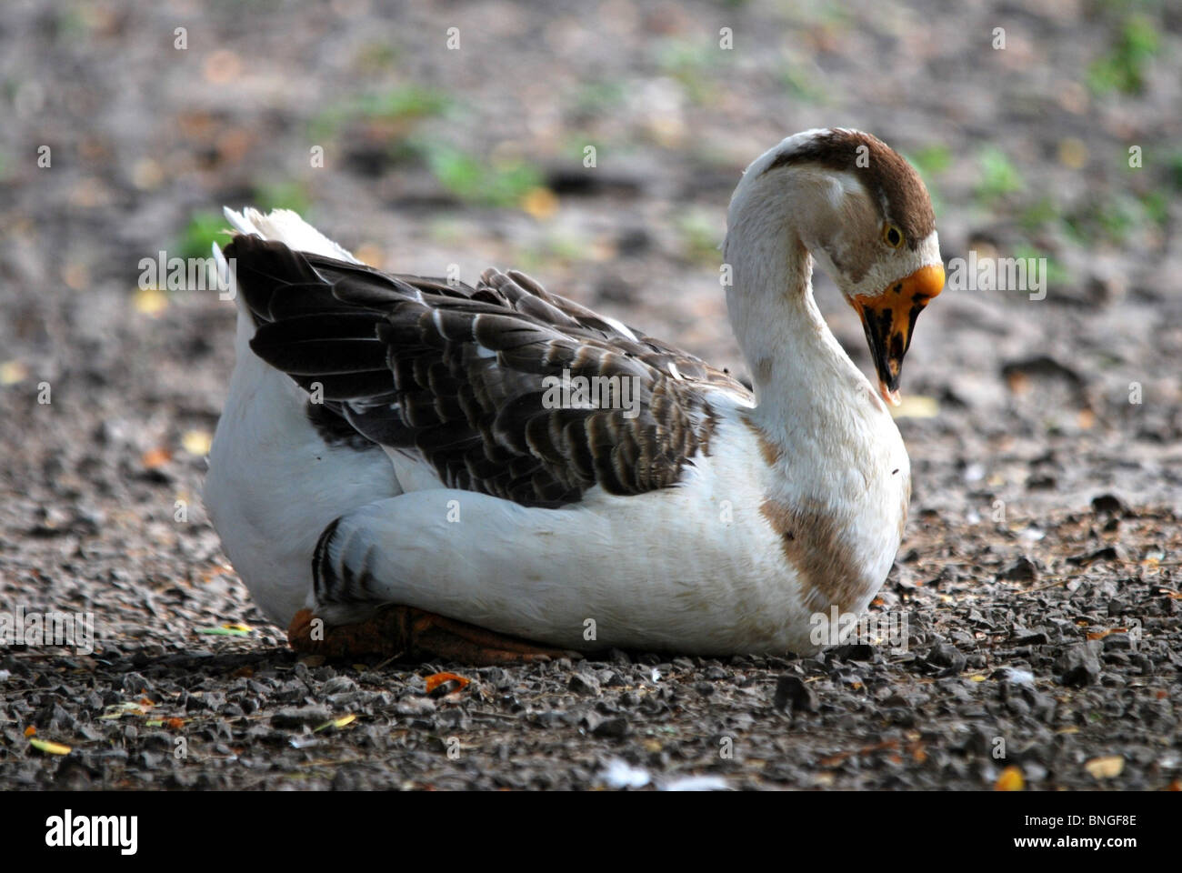 duck in style Stock Photo - Alamy
