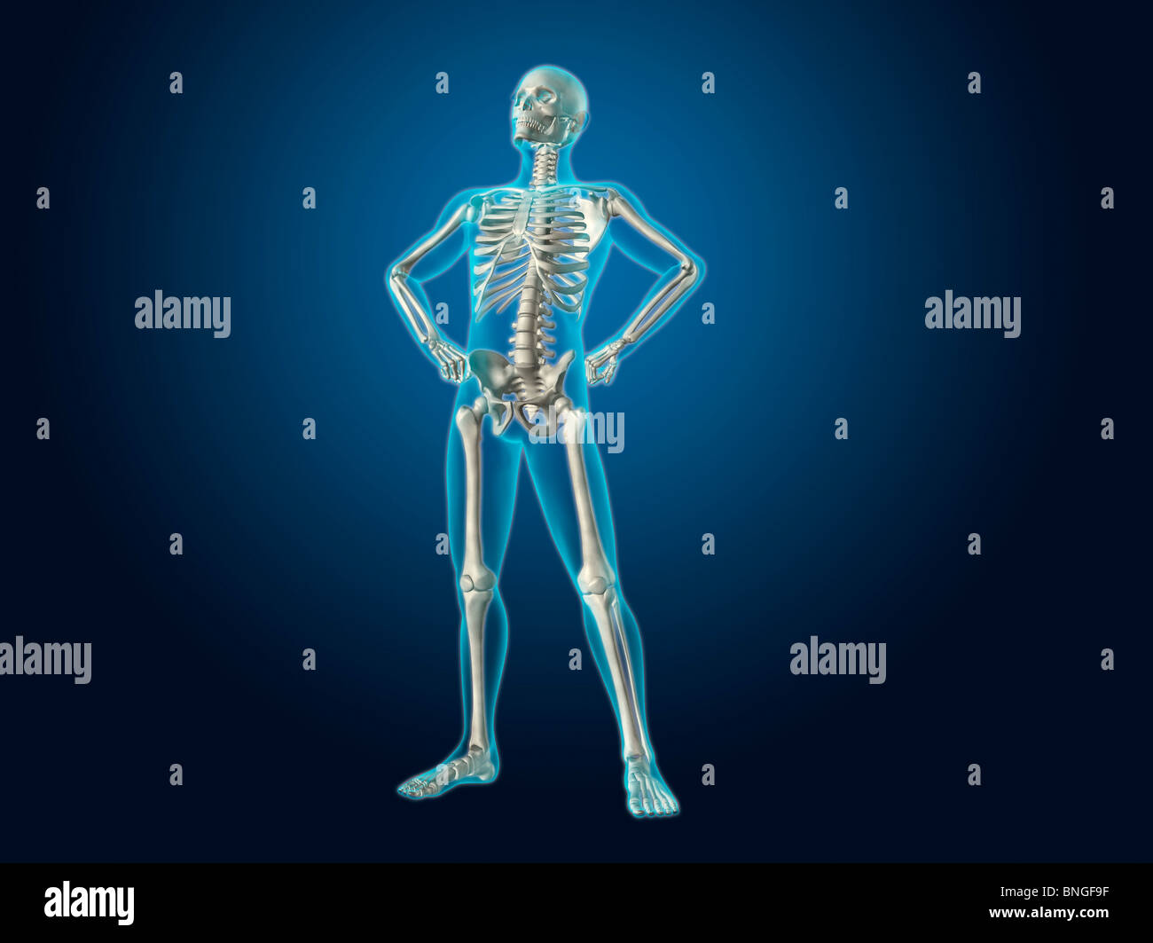 Full Body X Ray Stock Photos And Full Body X Ray Stock Images Alamy