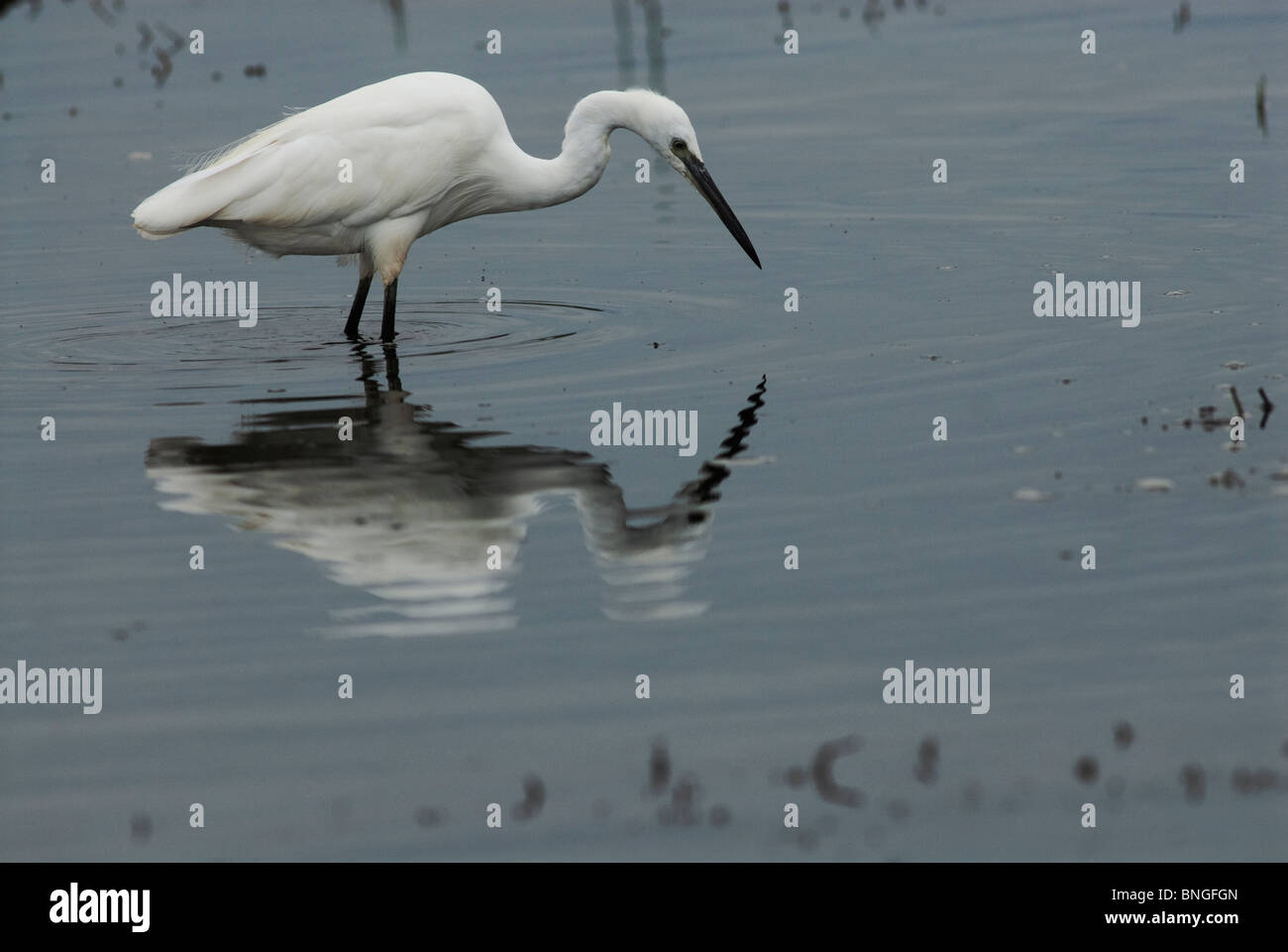 Little Egret catching fish in the shallows of Lake Jozini, Phongolo River, Kwazulu-Natal, South Africa. Stock Photo