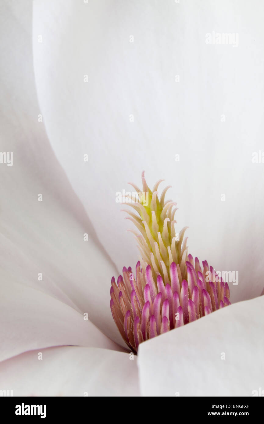 Close-up of a Magnolia flower Stock Photo - Alamy