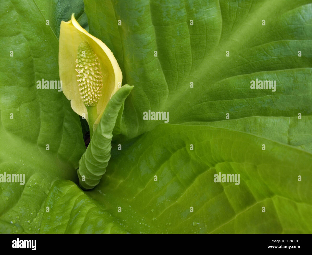 Closeup of a skunk cabbage flower (Lysichiton americanus Stock Photo