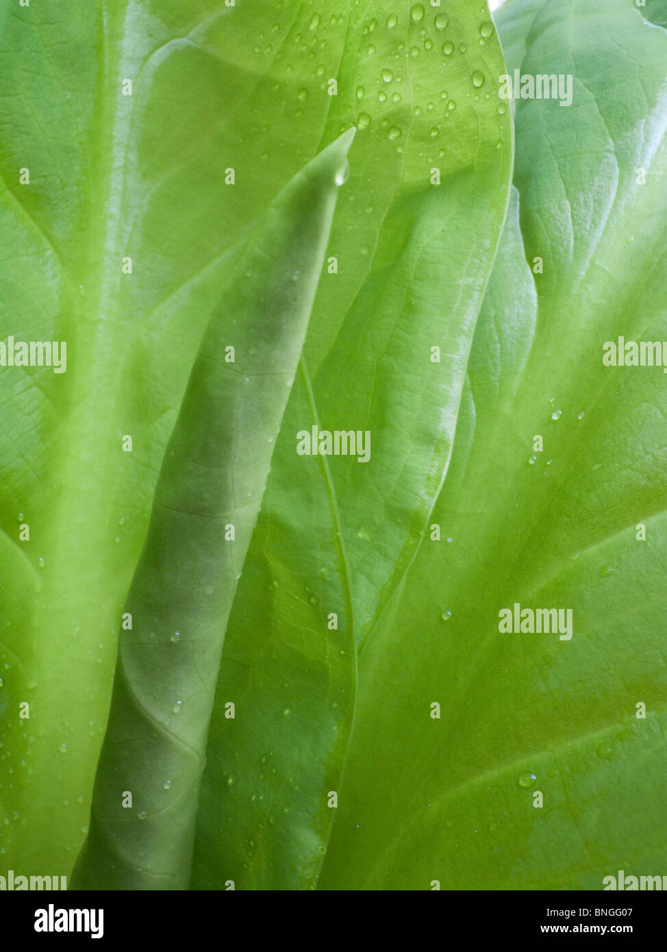 Leaf of a skunk cabbage (Lysichiton americanus Stock Photo - Alamy