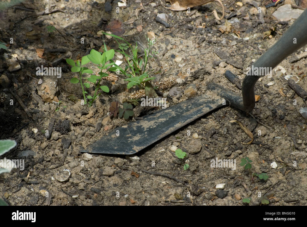 Concept Weeds High Resolution Stock Photography and Images - Alamy
