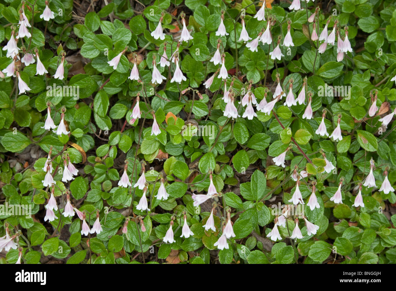 Close-up of Twinflowers (Linnaea borealis), Washington State, USA Stock ...