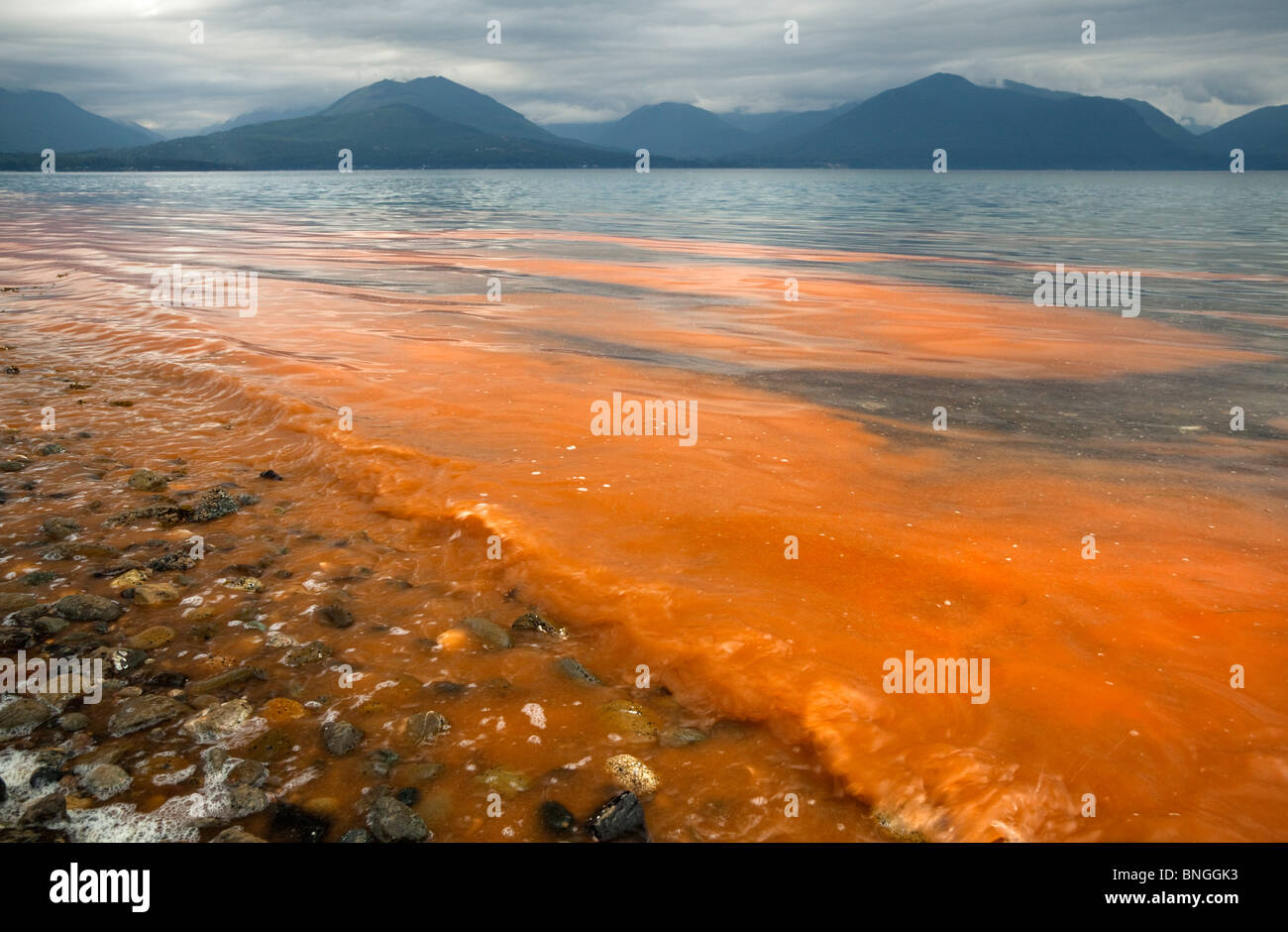 Red tide bloom, Hood Canal, Puget Sounds, Washington State, USA Stock