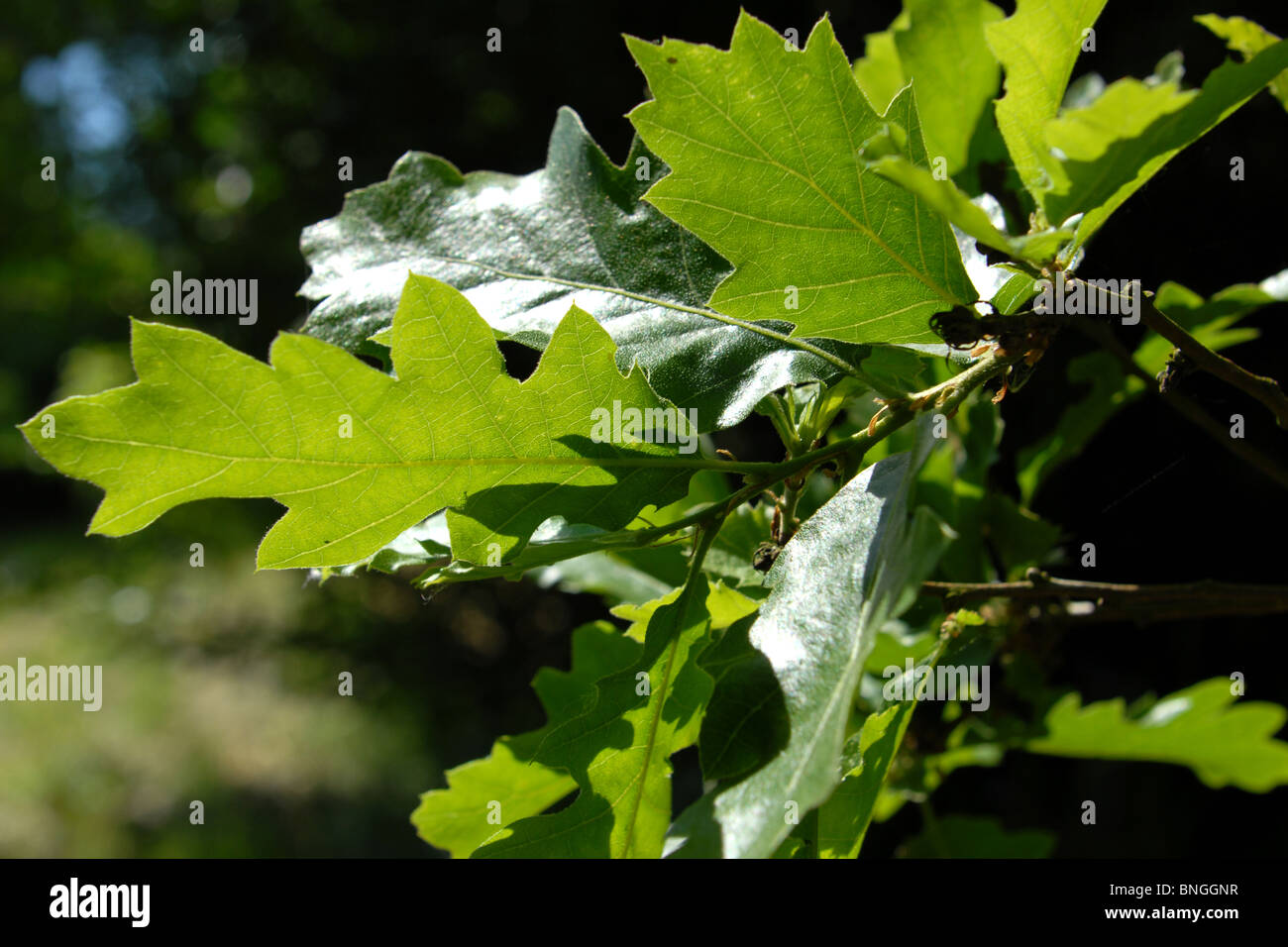 Oak leaves with sunlight shining through Stock Photo - Alamy