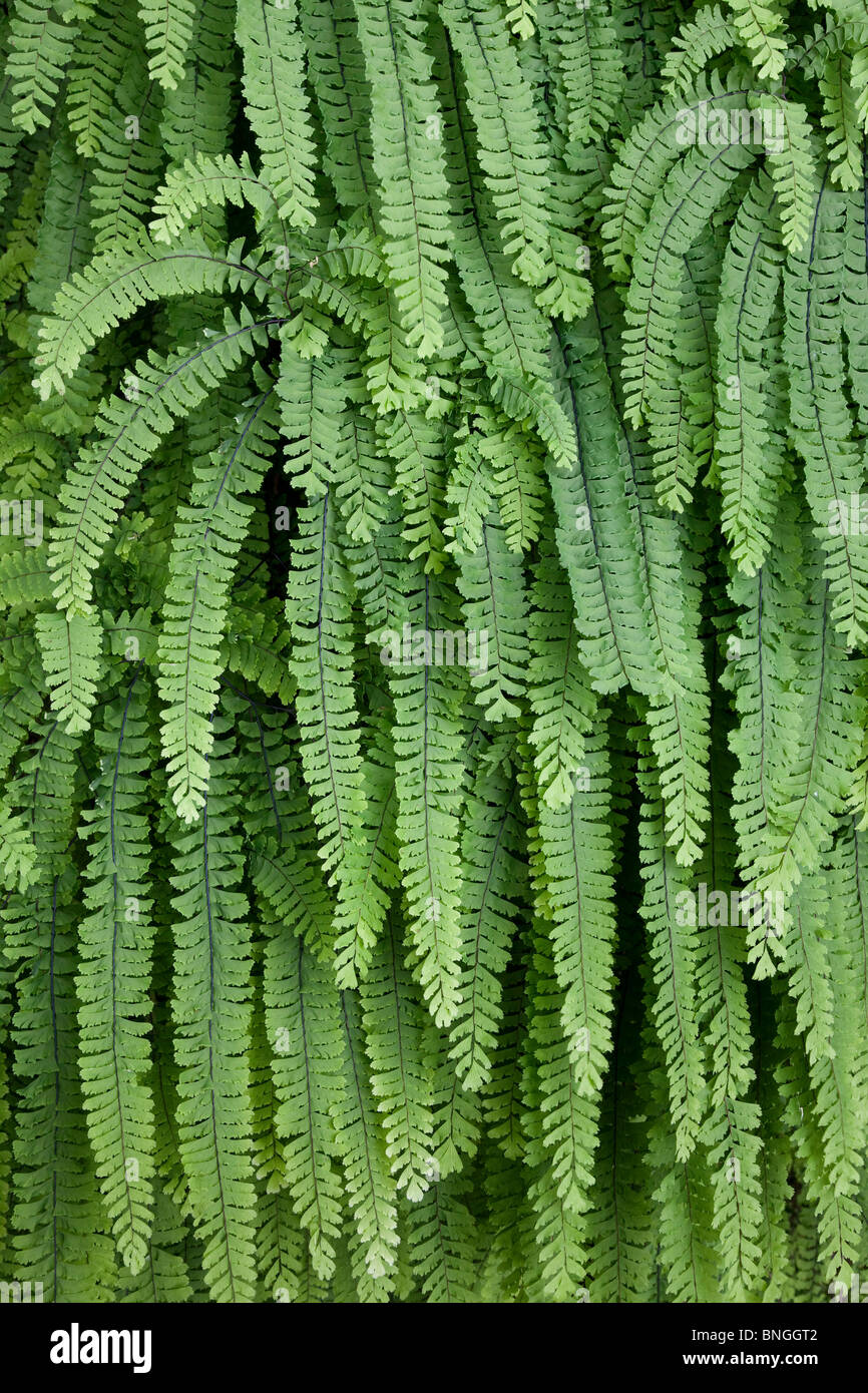 Close-up of Five Finger fern (Adiantum pedatum), Washington State, USA Stock Photo