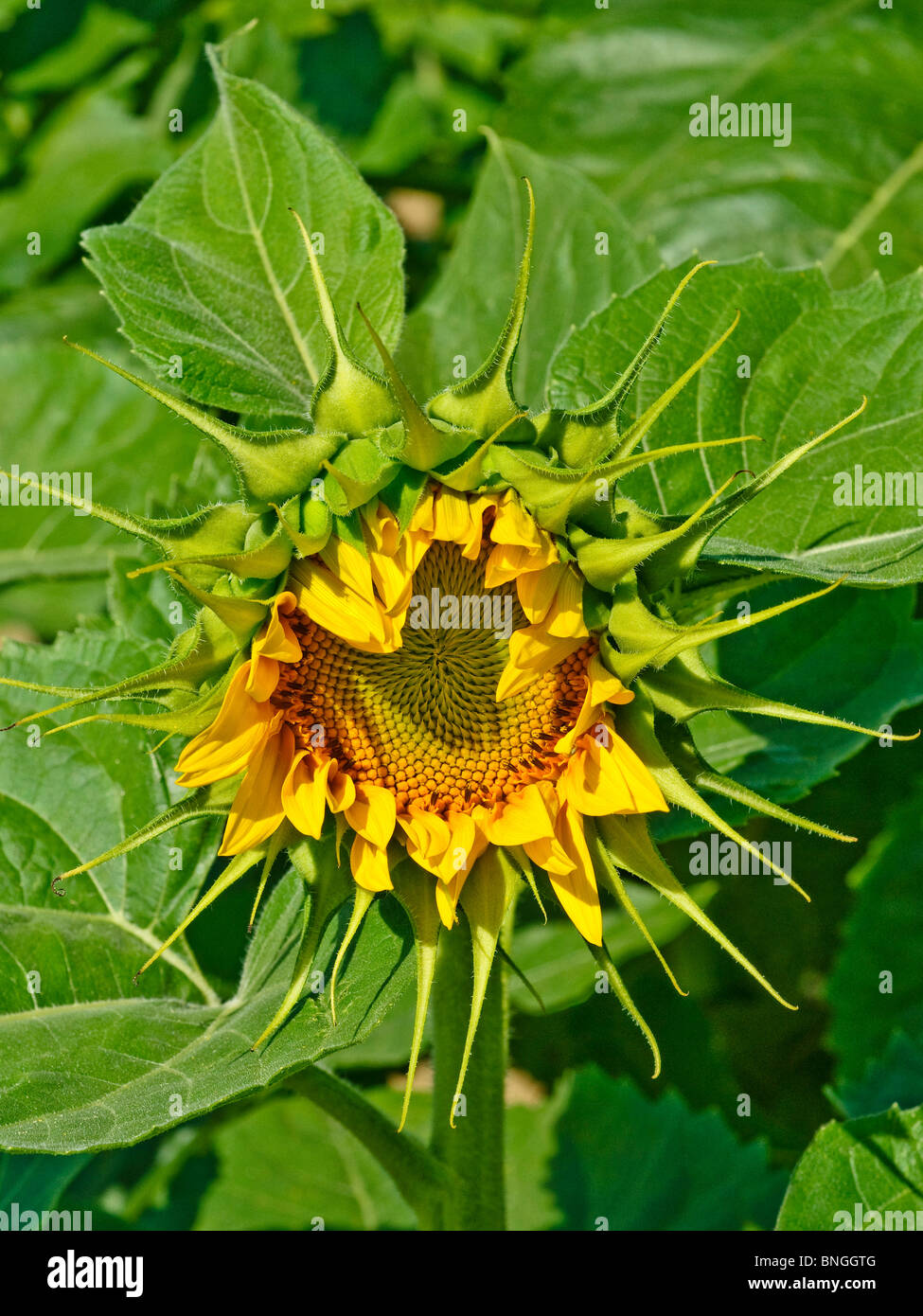 Sunflower buds hires stock photography and images Alamy