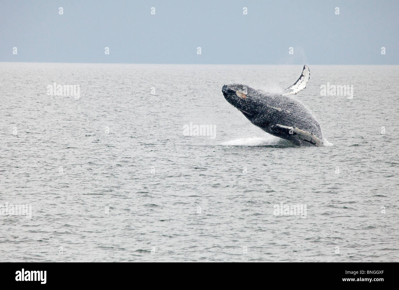 Humpback whale breaching alaska hi-res stock photography and images - Alamy