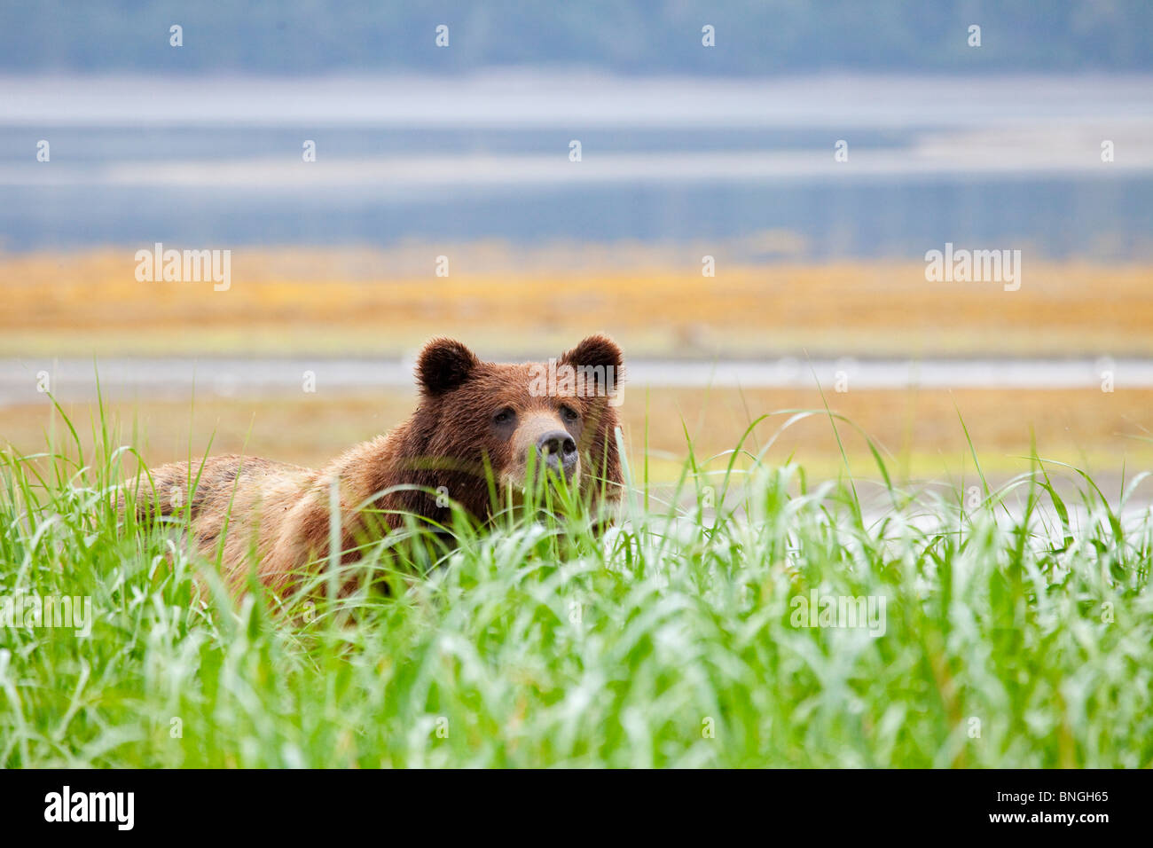 Grizzly Bear Ursus Arctos Horribilis Hiding In Grass Admiralty 