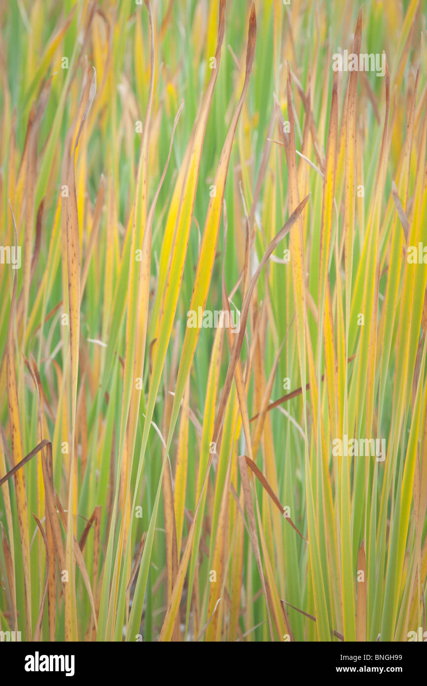 Bc Reeds Cattail plant british columbia hi-res stock photography and images - Alamy