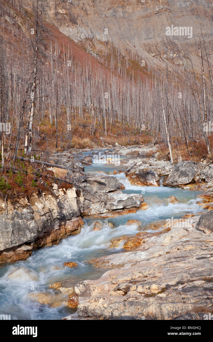 River flowing through a forest, Kootenay River, Marble Canyon, Kootenay National Park, British Columbia, Canada Stock Photo