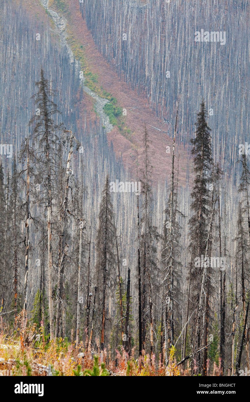 Trees in a forest fire, Kootenay National Park, British Columbia, Canada Stock Photo