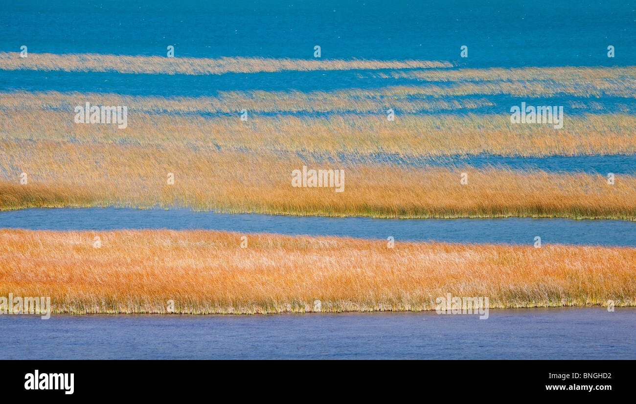 Bc Reeds Tranquil lake scene reeds hi-res stock photography and images - Alamy