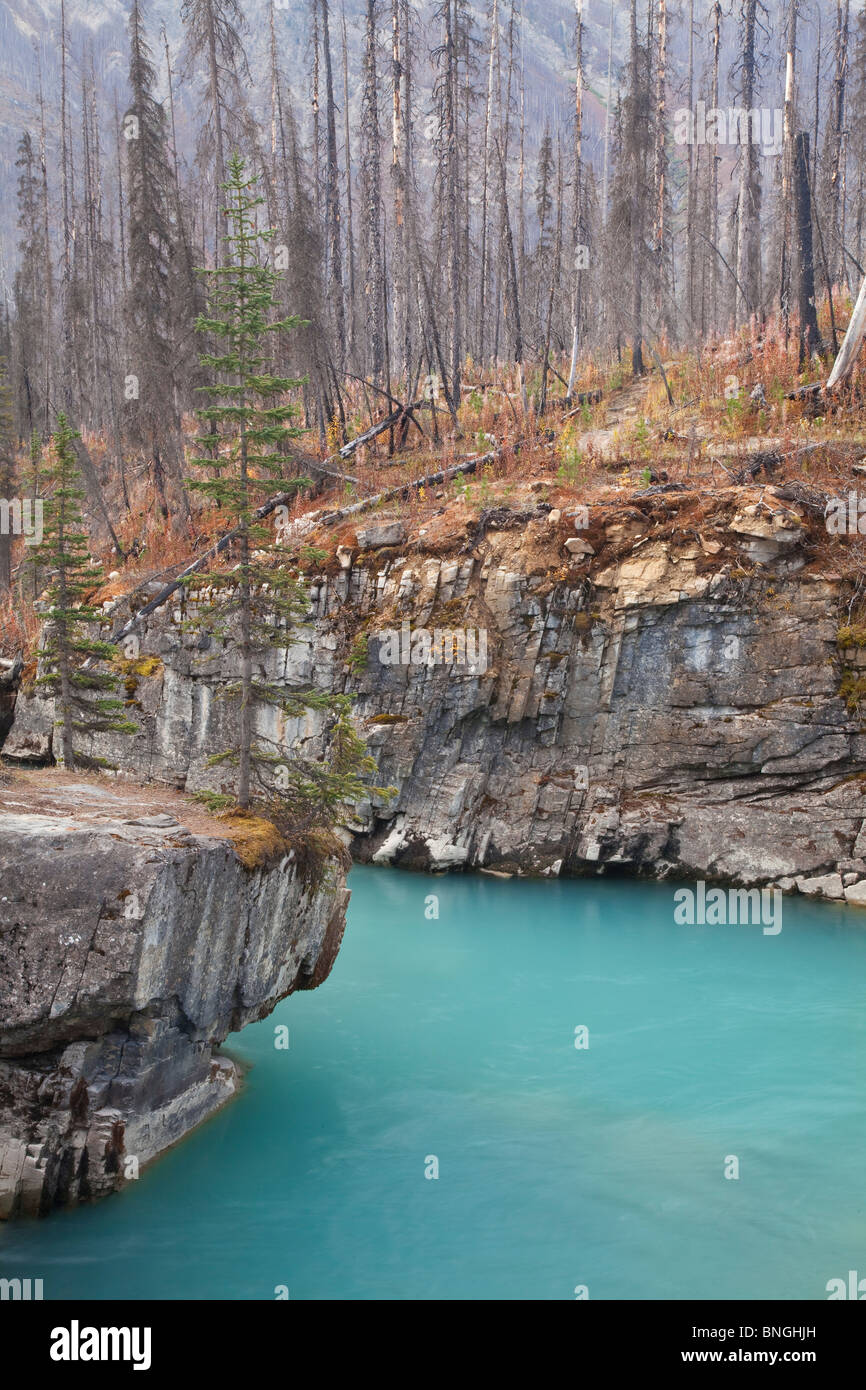 River flowing through a forest, Kootenay River, Marble Canyon, Kootenay National Park, British Columbia, Canada Stock Photo