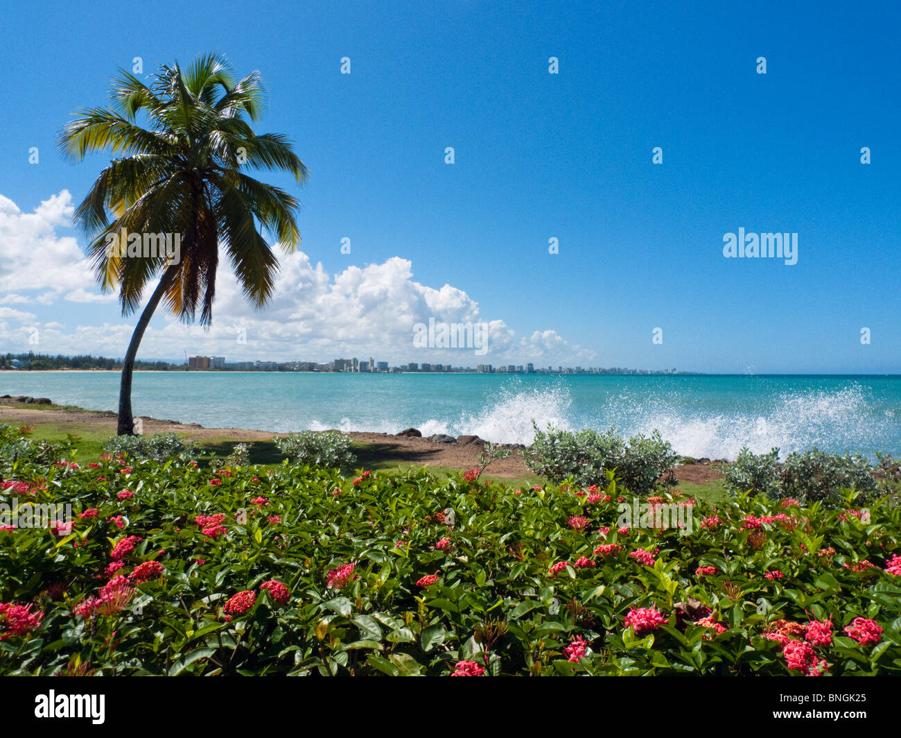 Palm tree on the beach with San Juan skyline in background, Isla verde, Carolina, Puerto Rico Stock Photo