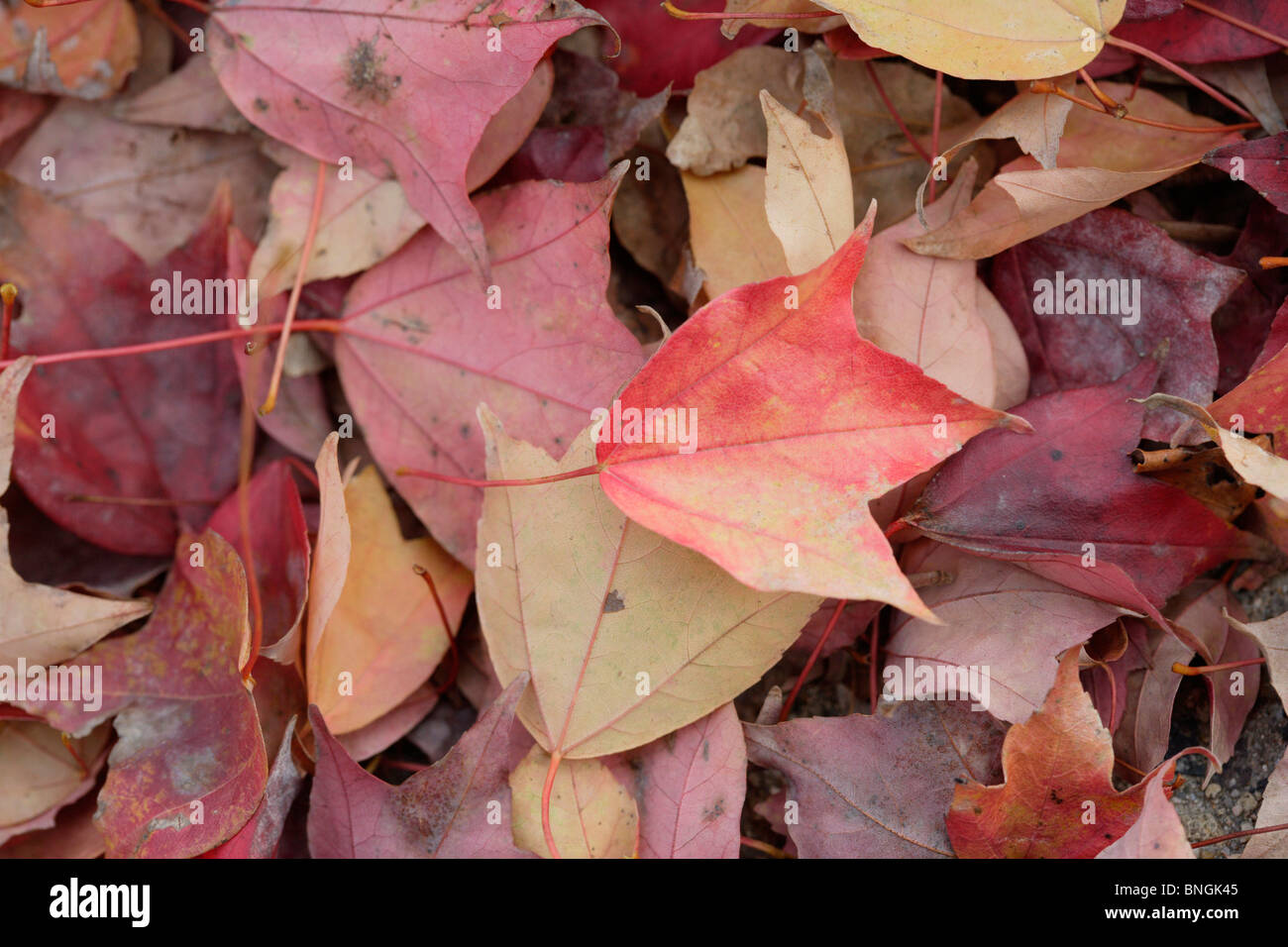Close-up of autumn leaves Stock Photo - Alamy