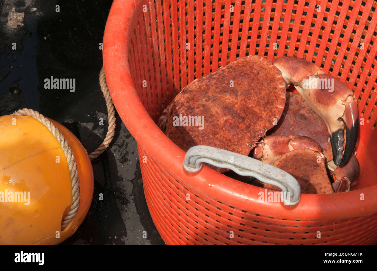 Fishing for Crab Dartmouth, Devon Stock Photo Alamy