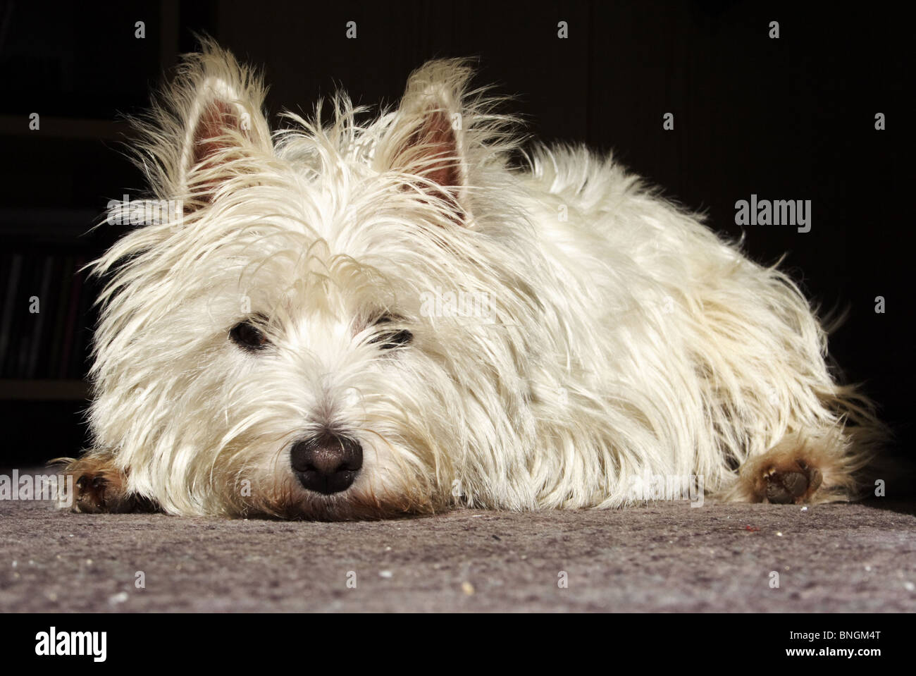 Doleful terrier on a carpet at home Stock Photo