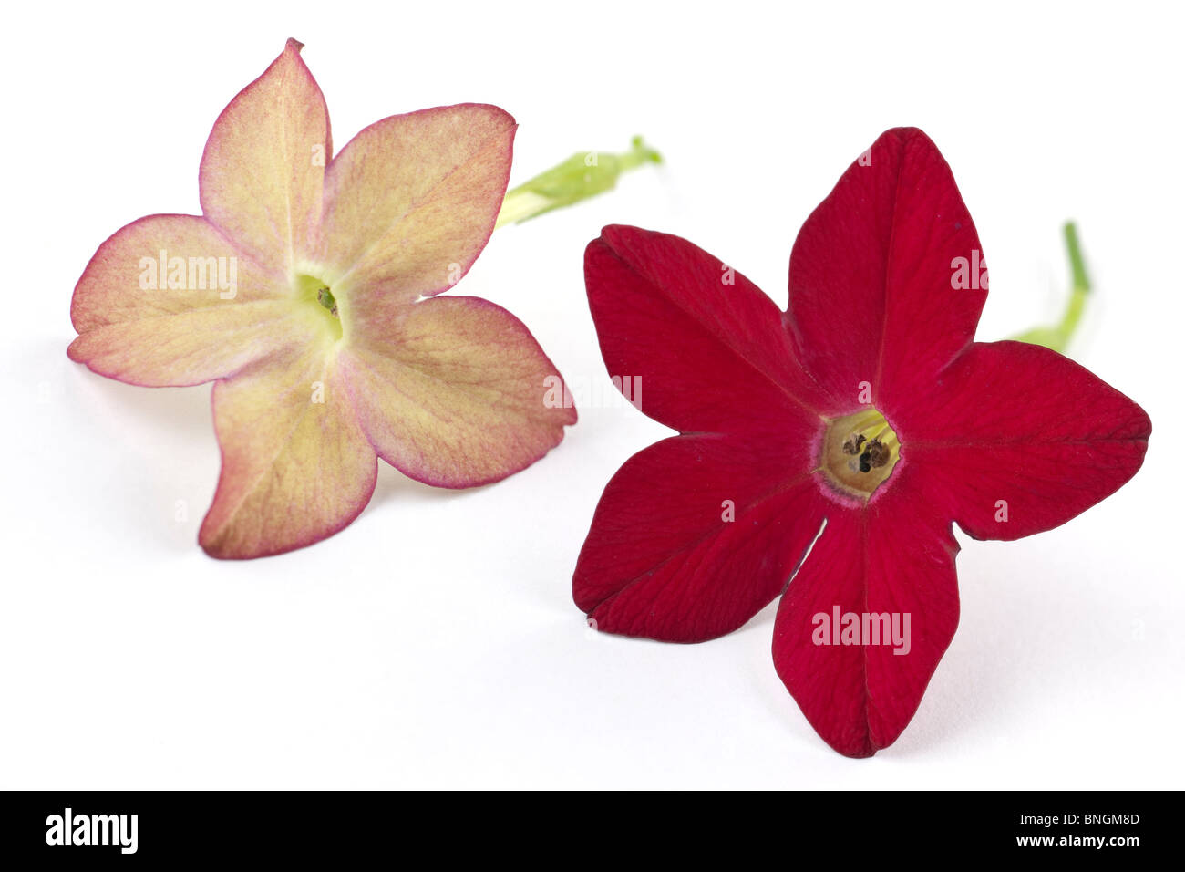 Red edged yellow and red Nicotiana flowers Stock Photo