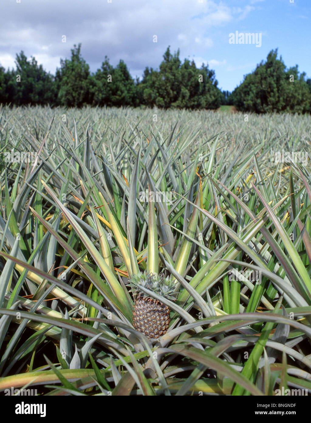 Pineapple plantation, Oahu, Hawaii, United States Of America Stock Photo