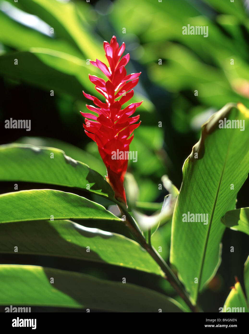 Ginger Lily plant, Oahu, Hawaii, United States Of America Stock Photo