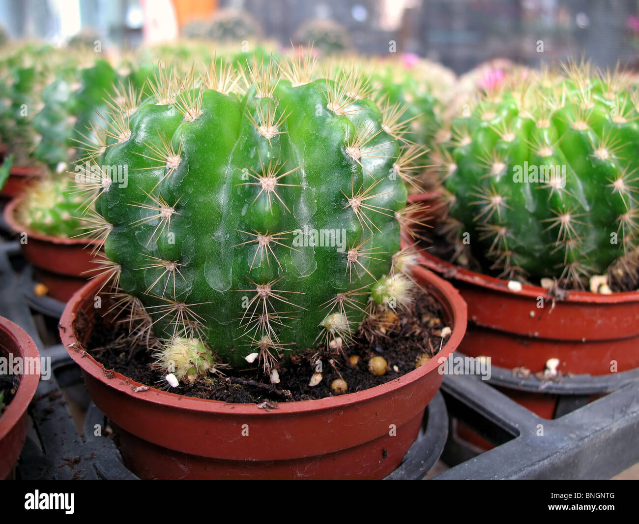 Cactus plants for sale in a commercial greenhouse Stock Photo Alamy