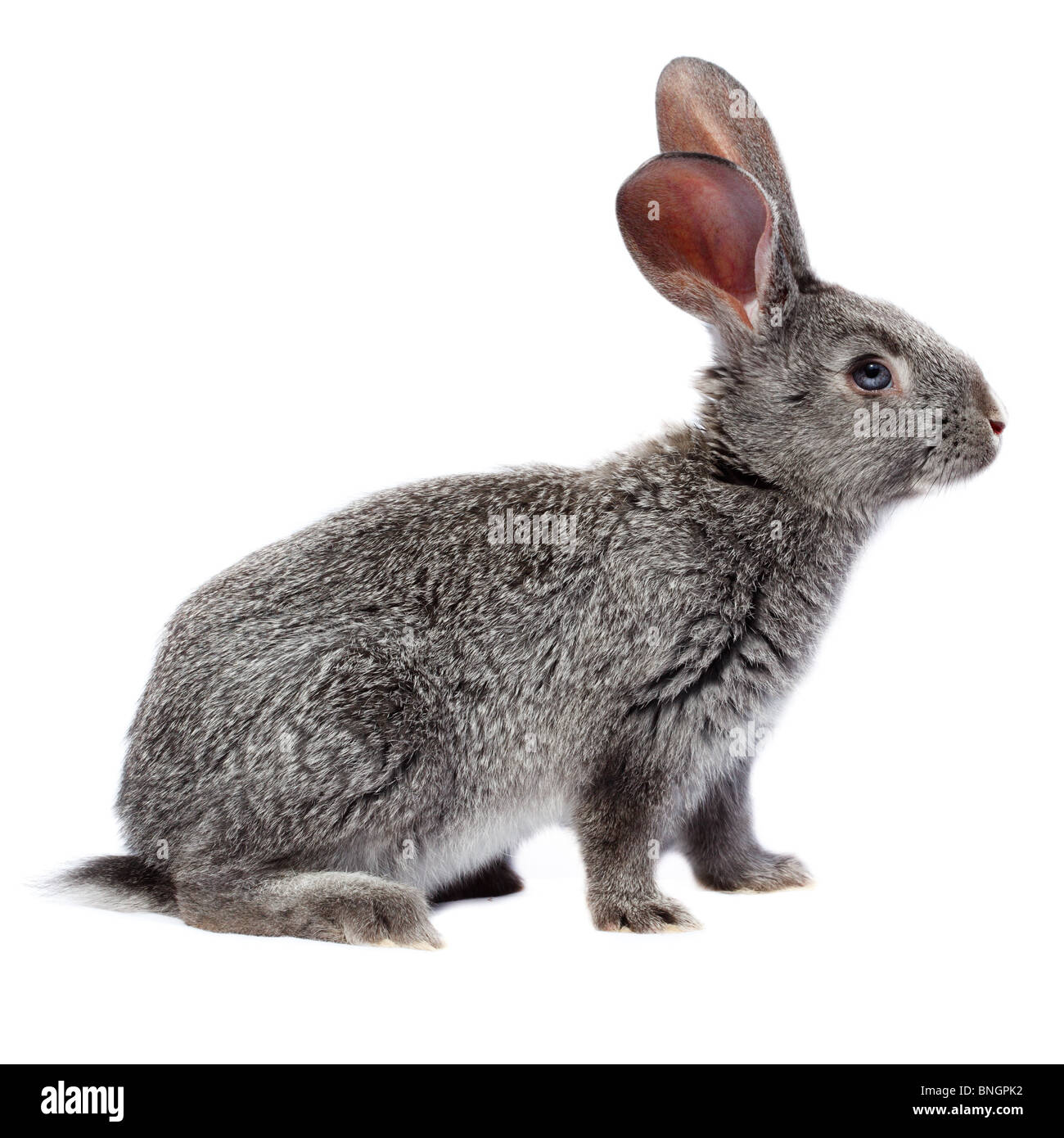 Rabbit in studio against a white background. Stock Photo