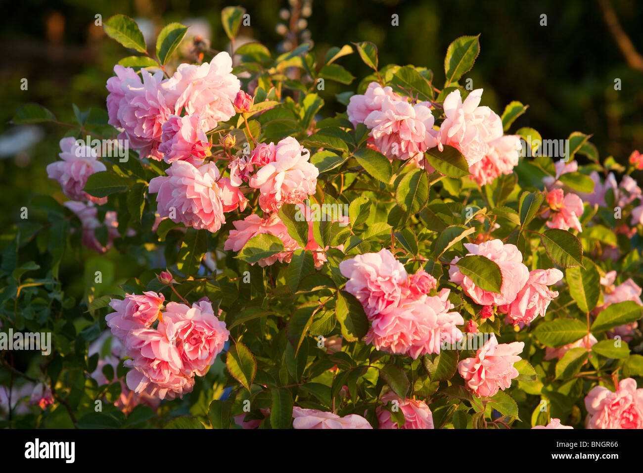 A rose bush Stock Photo Alamy
