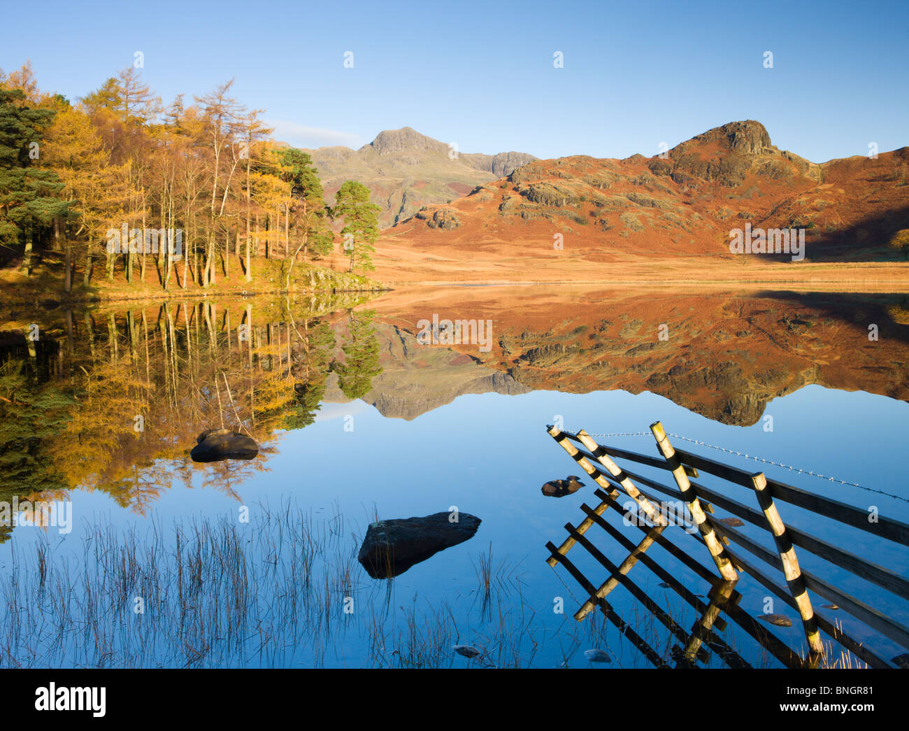 Langdale Pikes reflected in a mirrorlike Blea Tarn in the early morning, Lake District National Park, Cumbria, England. Stock Photo