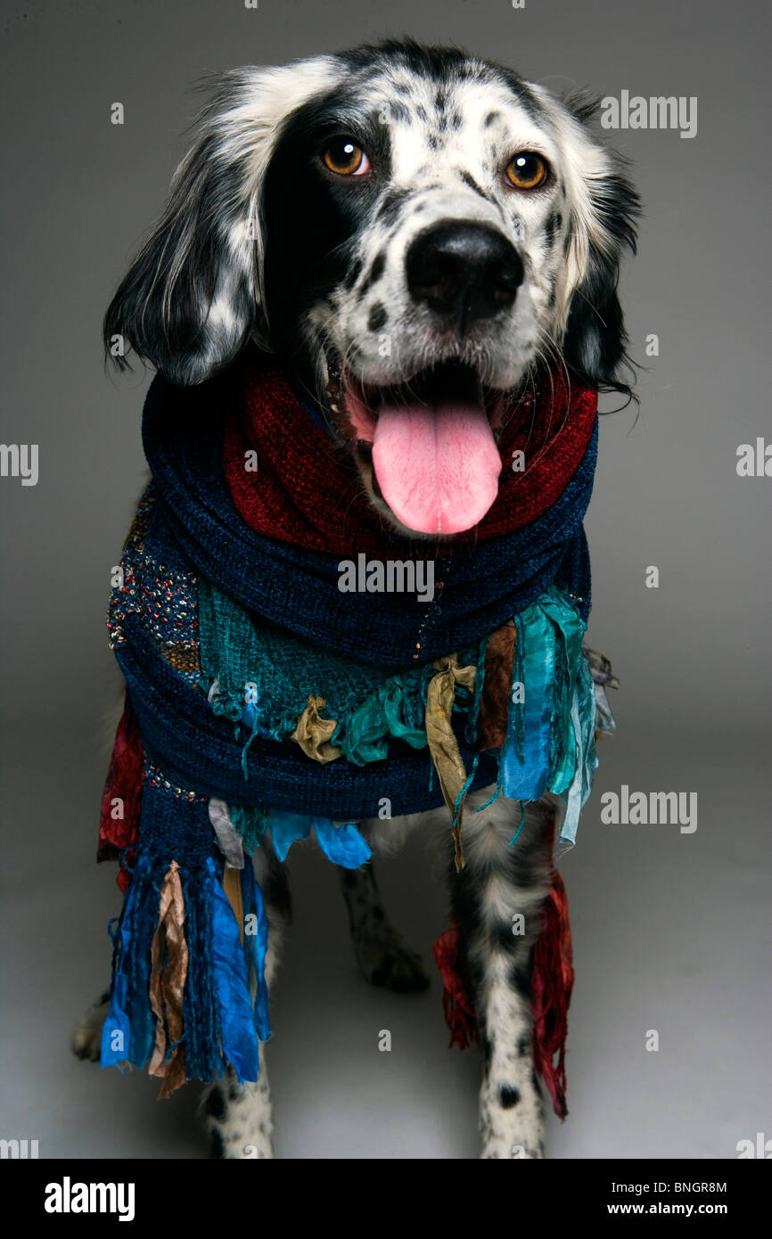 Happy dog wearing scarves Stock Photo Alamy