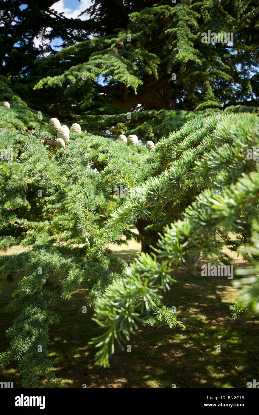 The Vyne Sherborne St John Basingstoke Hampshire UK National Trust