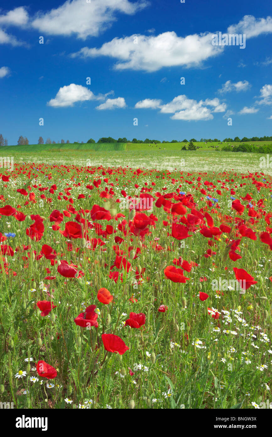 Poppies field background hi-res stock photography and images - Alamy