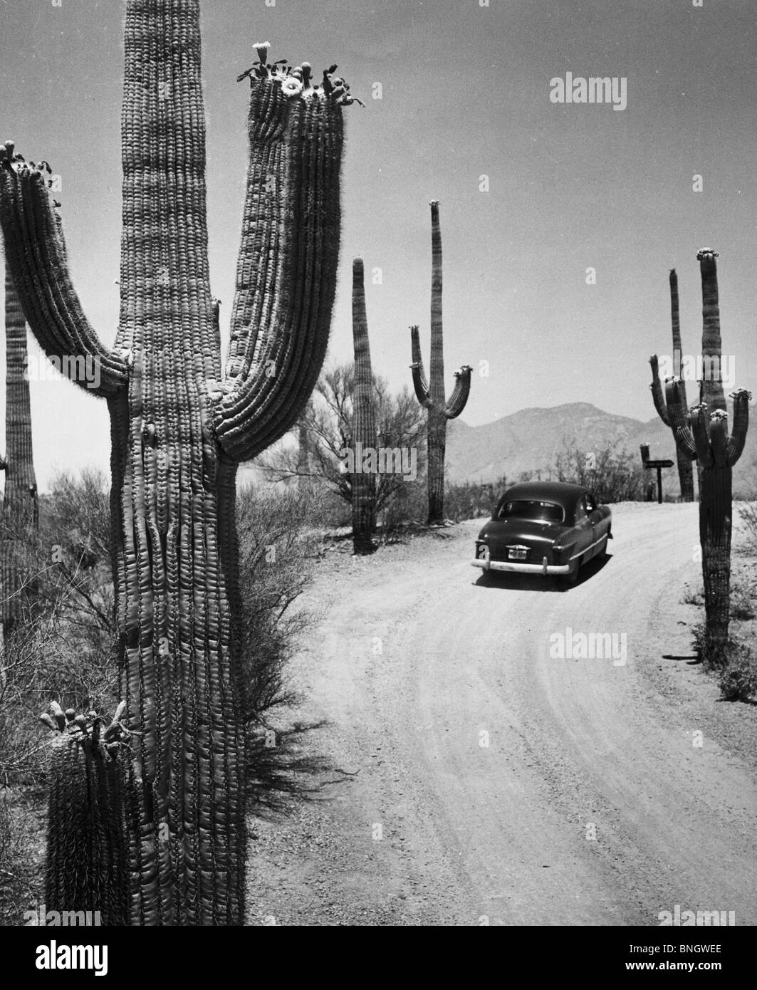 USA, Arizona, Saguaro National Park, car on desert road Stock Photo