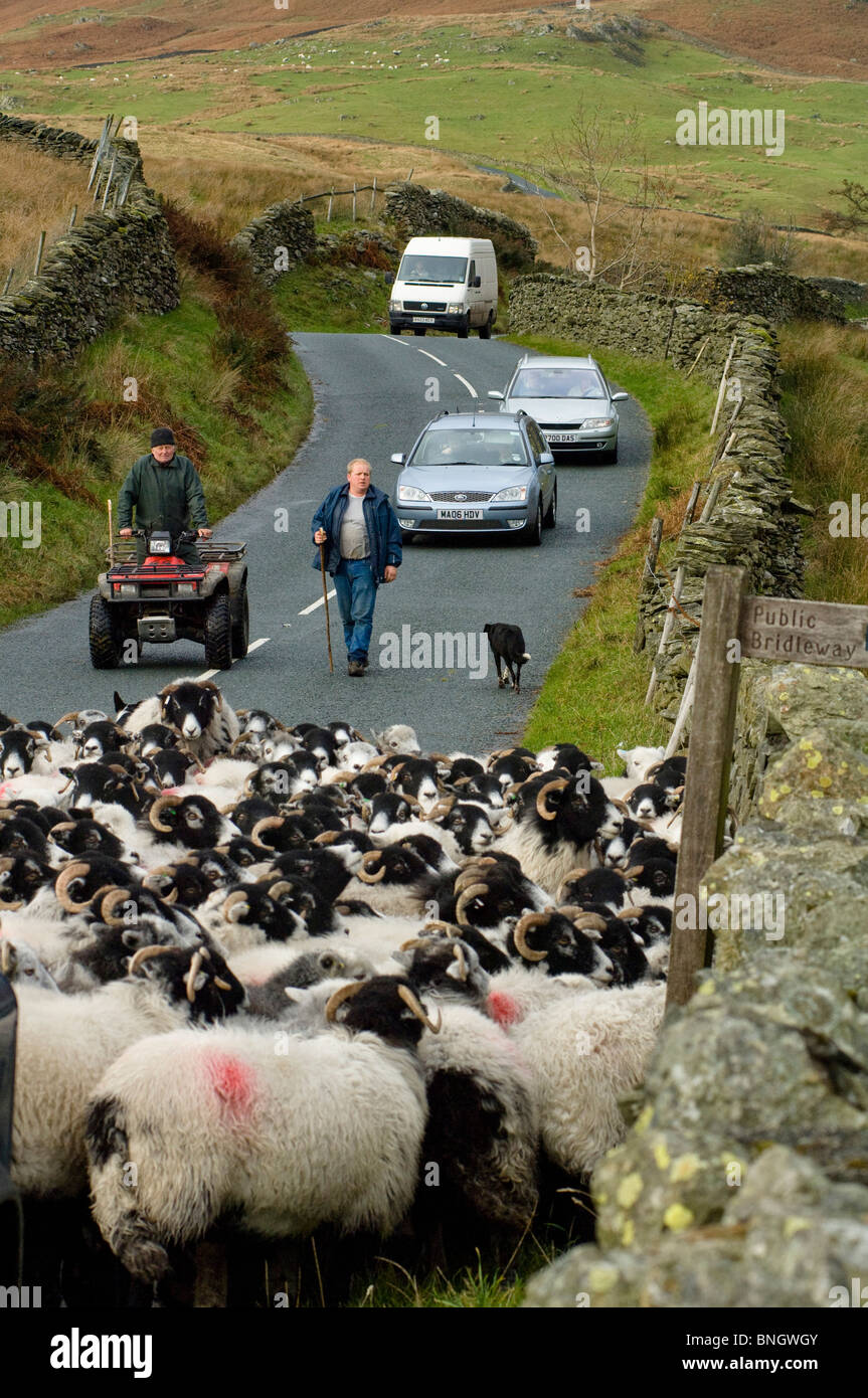 Sheep On Lake District Road Stock Photo Alamy