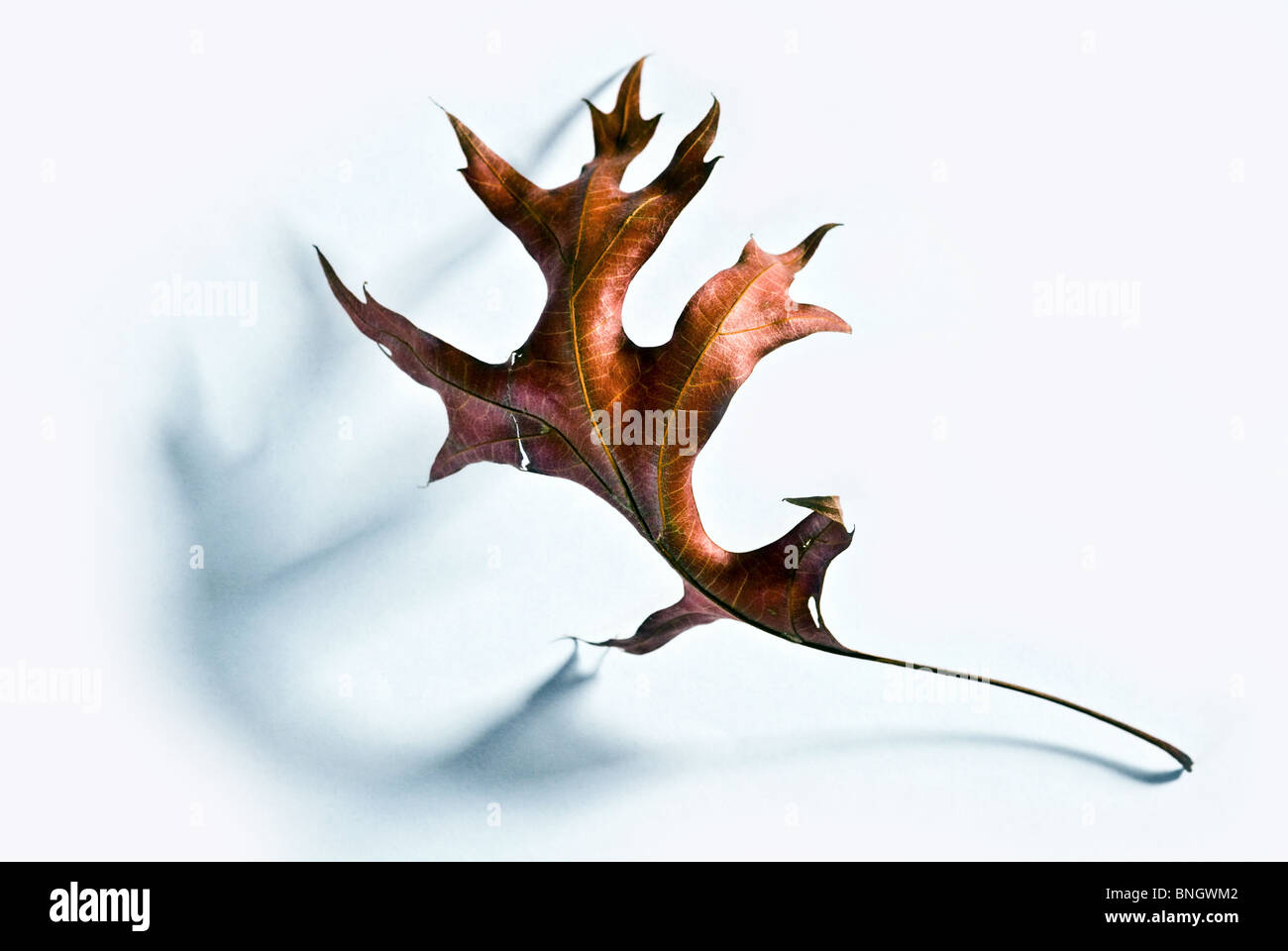 Red Oak Leaf Stock Photos & Red Oak Leaf Stock Images - Alamy