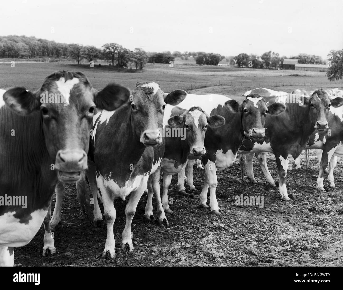 Row of cows standing in field Stock Photo