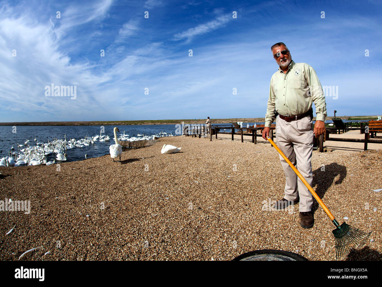 Abbotsbury swannery assistant preparing opening for the daily visitors. Stock Photo