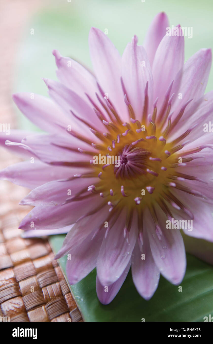 Close-up of water lily flower Stock Photo - Alamy
