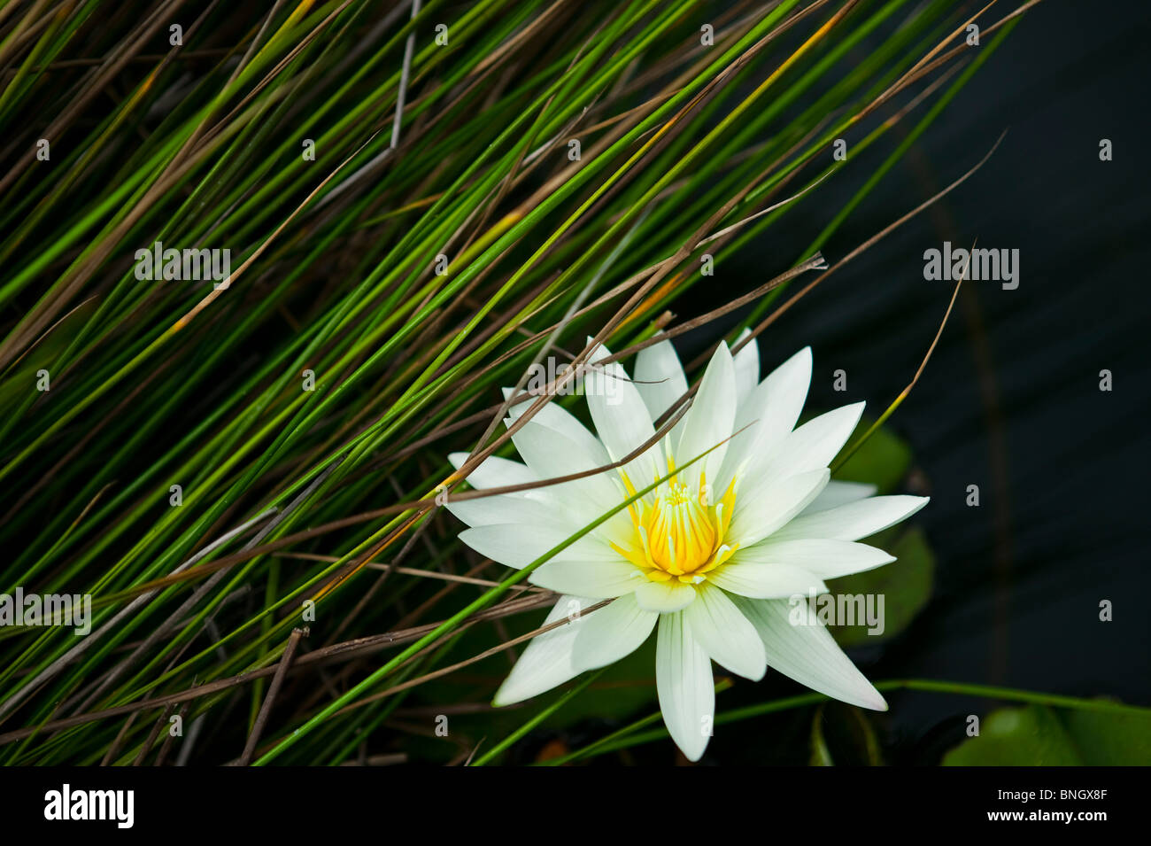 Water lily in a pond Stock Photo - Alamy