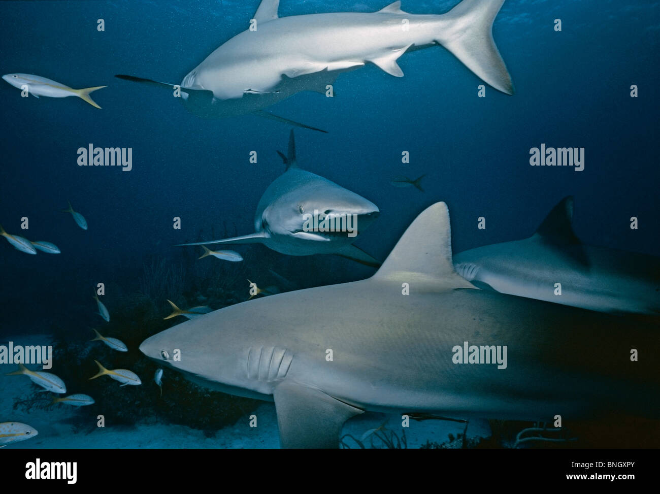 School of sharks hi-res stock photography and images - Alamy