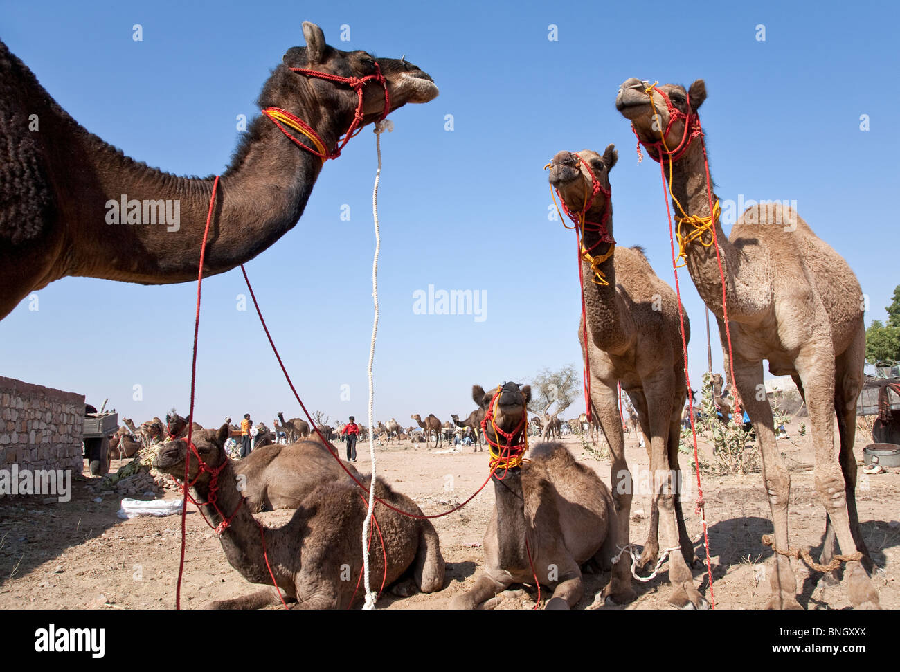 Camels for sale. Nagaur cattle fair. Rajasthan. India Stock Photo