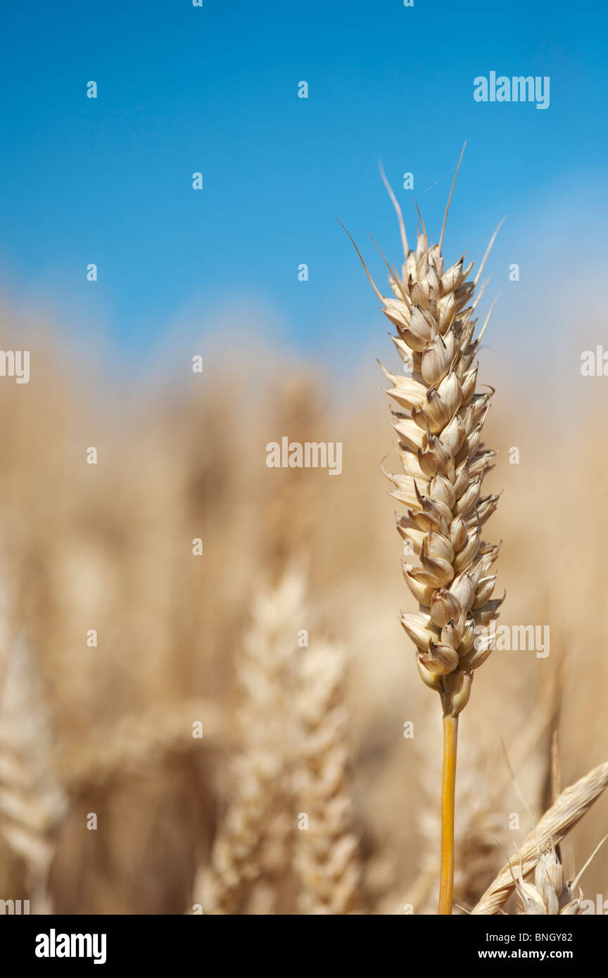 Triticum aestivum. Wheat in a field in the English countryside Stock Photo