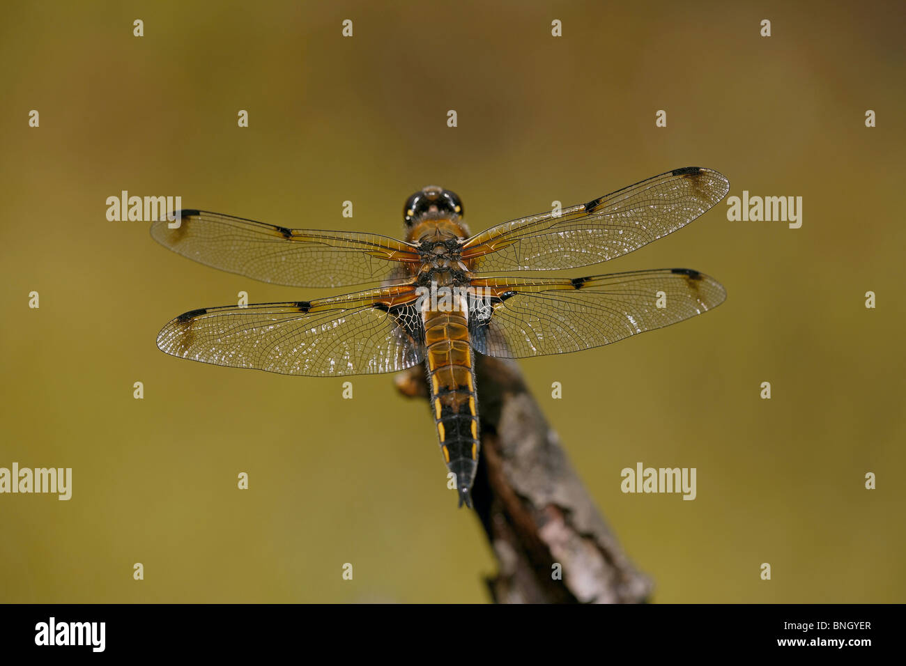 Four-spotted Chaser, Libellula quadrimaculata dragonfly resting, Higher Hyde nature reserve, Dorset, UK Stock Photo