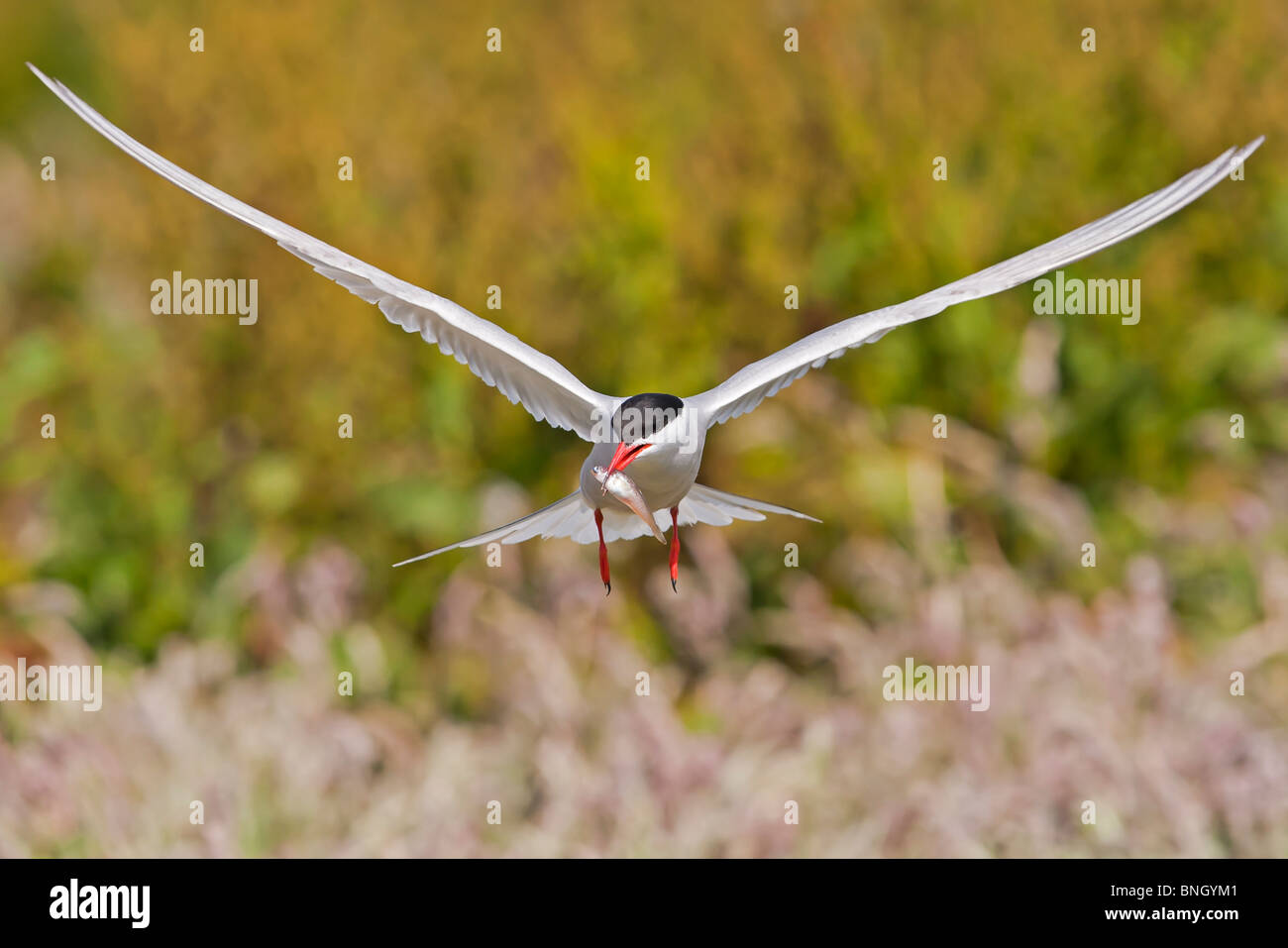 Common Tern arriving back at it's nest site with a fish. Stock Photo