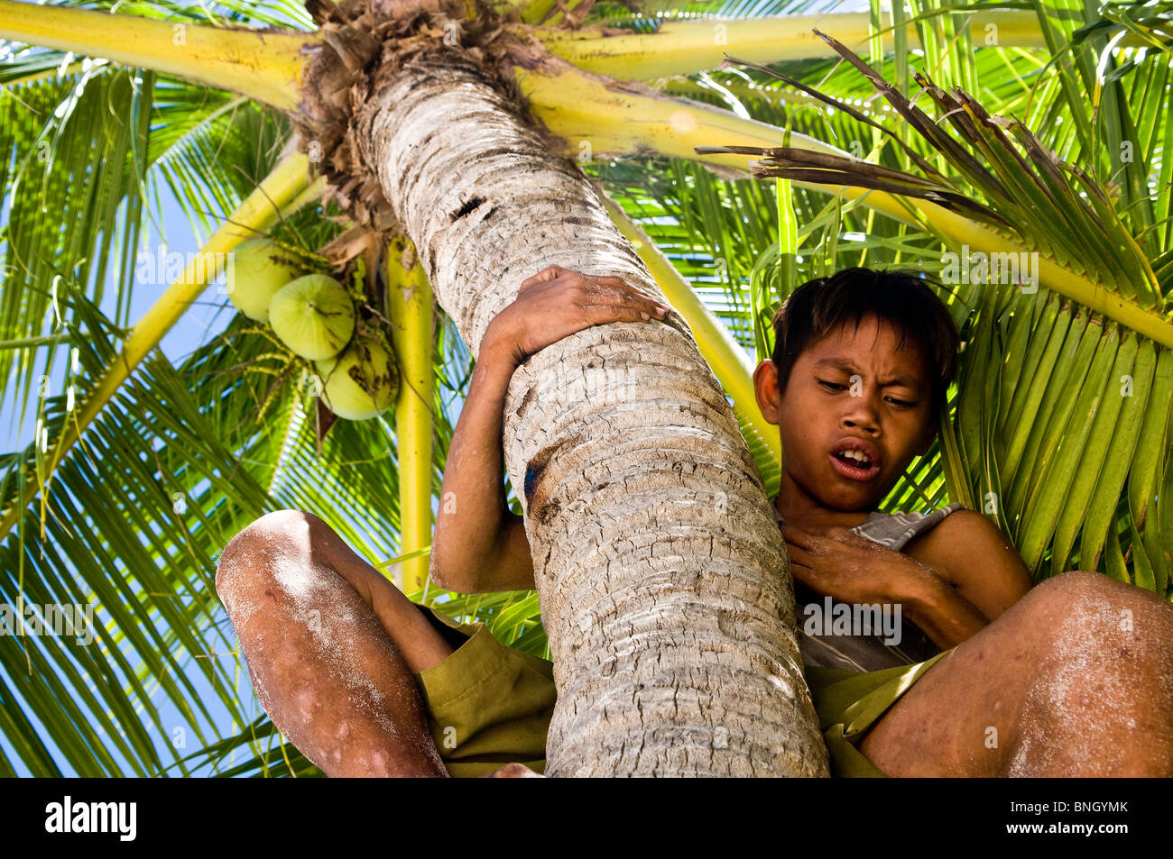 A Filipino boy climbing up a coconut tree. Stock Photo