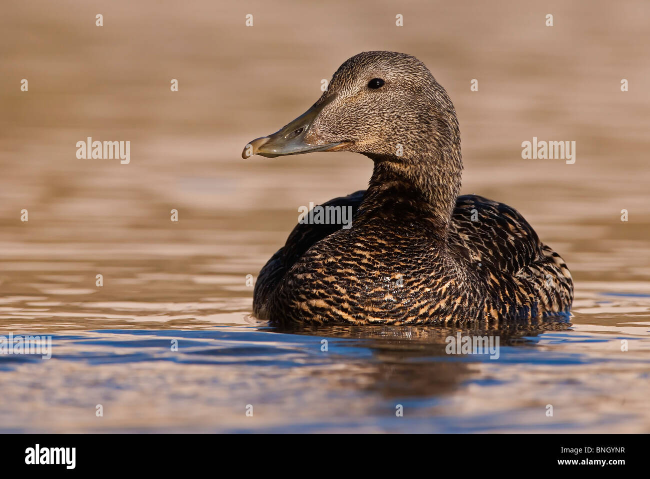 Female Eider duck on water. Stock Photo