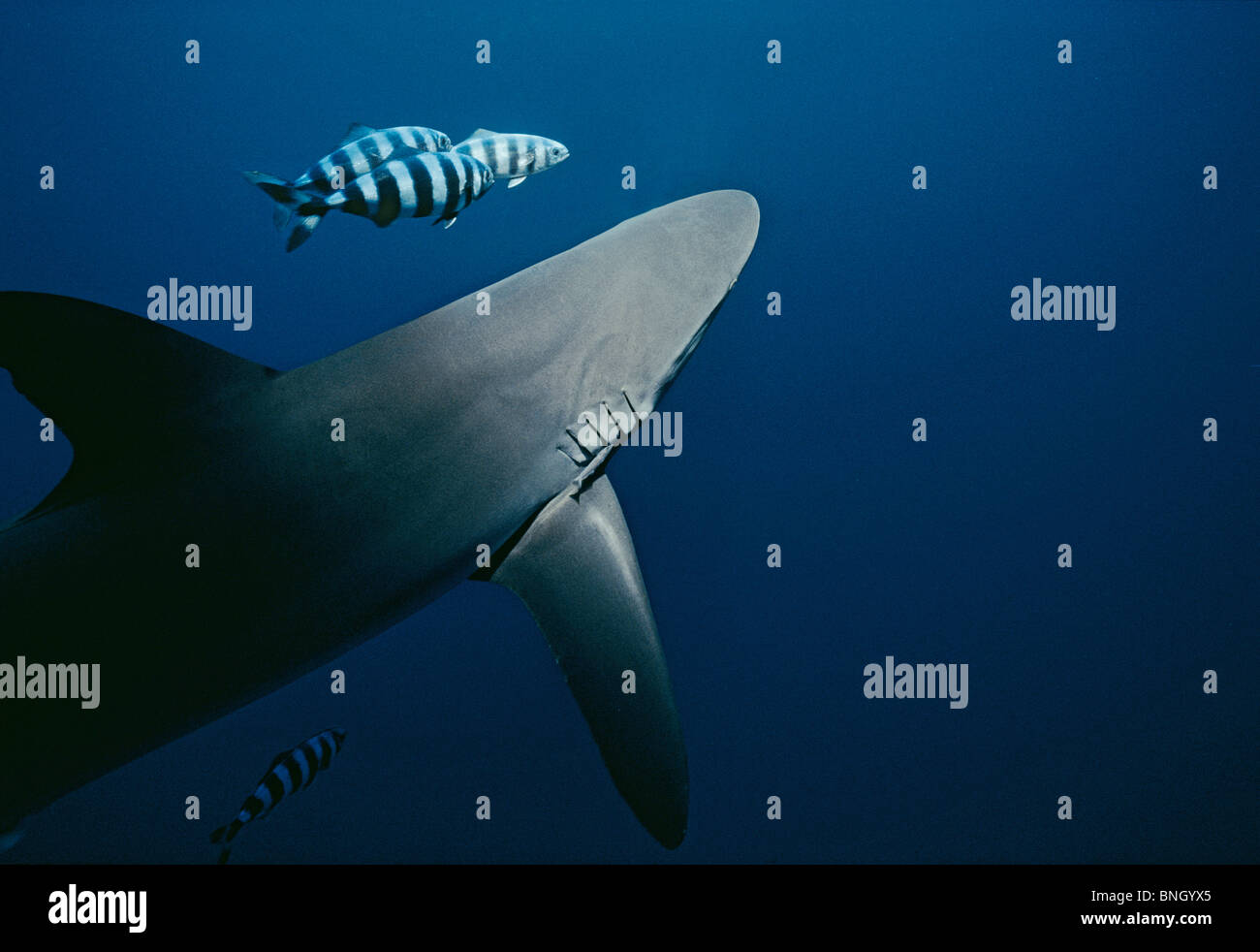 Pilot Fish (Naucrates ductor) swimming with Blacktip Shark (Carcharhinus limbatus), Cocos Island, Costa Rica - Pacific Ocean. Stock Photo