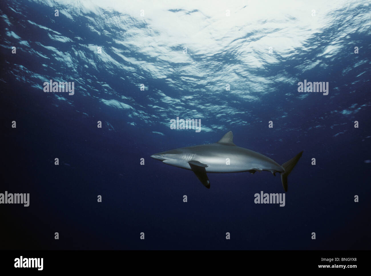 Silky Shark (Carcharhinus falciformis), Cocos Island, Costa Rica ...